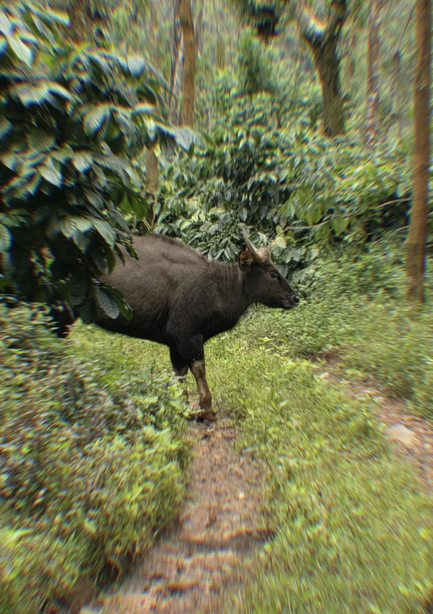 A gaur moving through dense coffee-estate vegetation